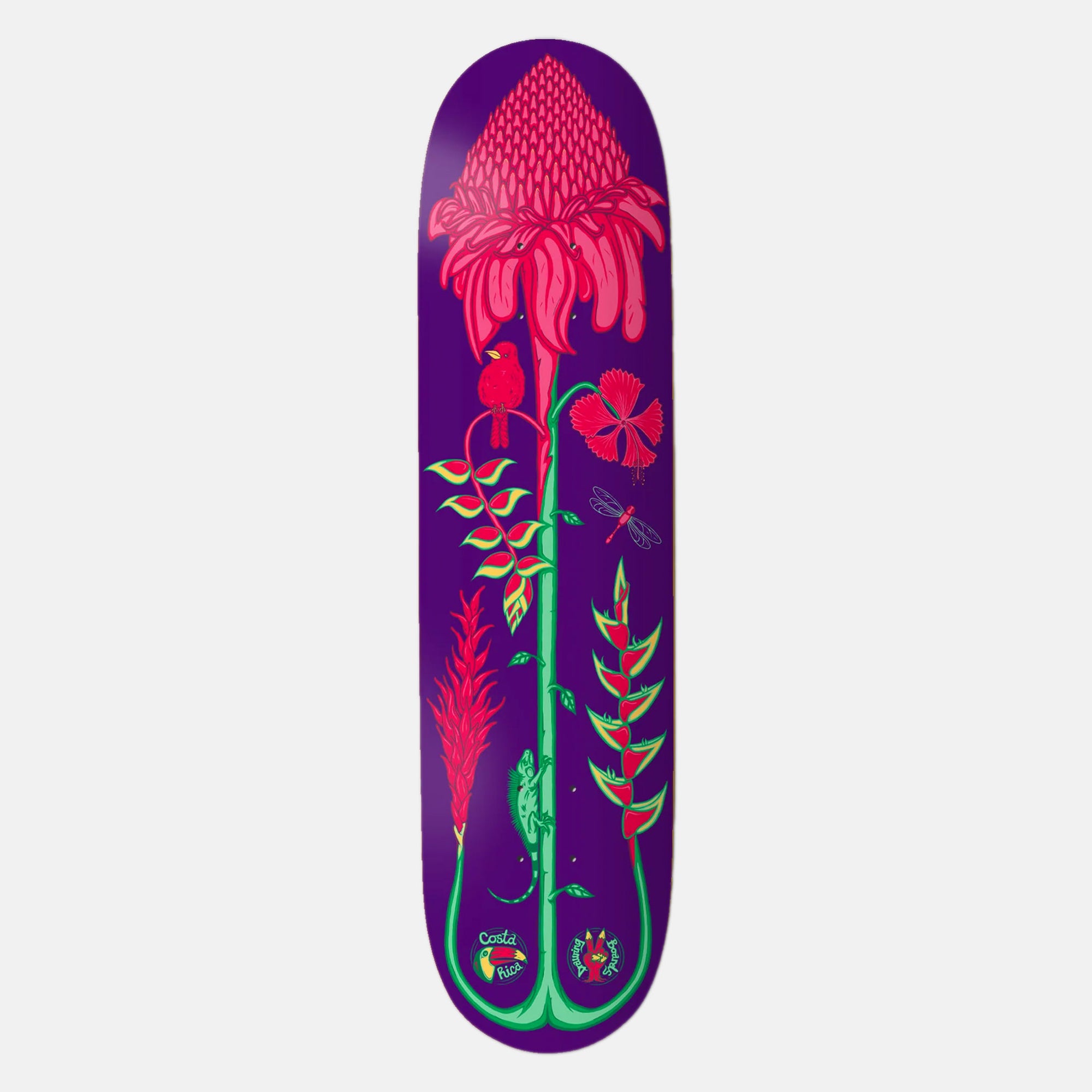 The Drawing Boards - 8.0" Costa Rica Torch Ginger Skateboard Deck